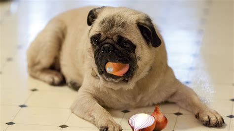 Can Dogs Eat Onion? - Dog Care Tip