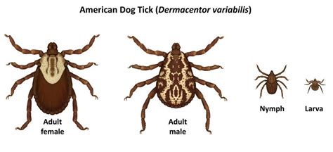 Tickborne Diseases in Ohio