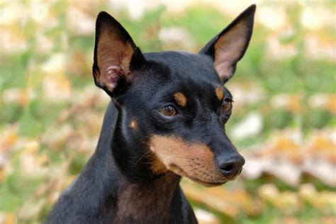 Toy Manchester Terrier Breeders Usa | Wow Blog