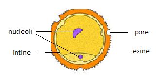 Sporopollenin is part of A. Pollen grain coveringB. Oosphere coveringC ...