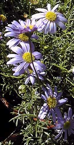 Swan River Daisy (Brachycome multifida)