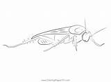 Cockroach Close Up Coloring Page For Kids  Free Cockroaches Printable sketch template