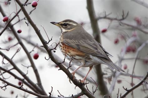 Redwing and rarer relatives photo ID guide - BirdGuides