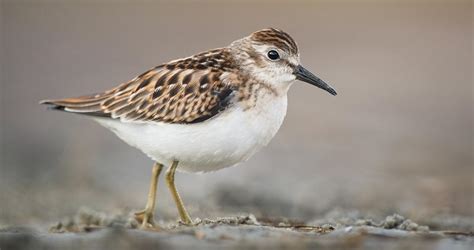 Least Sandpiper Identification, All About Birds, Cornell Lab of Ornithology