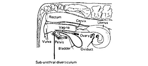 Female Cow Reproductive System Diagram