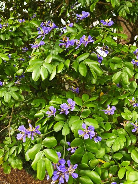 Florida Lignum Vitae Tree (Guaiacum Sanctum) for Sale | TreeWorld Wholesale