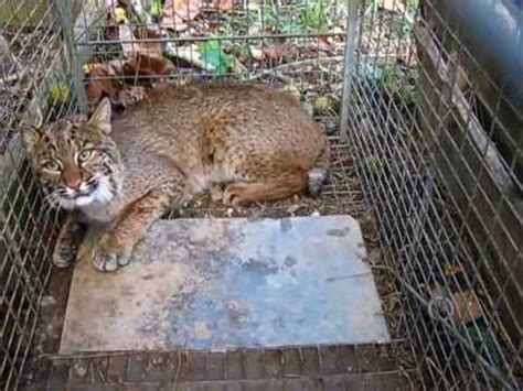 BOBCAT TRAPPING USING LIVE BAIT AND BOX TRAP - YouTube