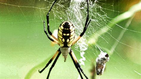 Garden Spider! YIKES! Egg Sac, Male vs Female, Bounce, More! Argiope aurantia - YouTube