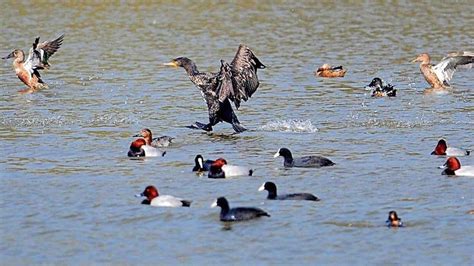 Birds-eye view: Winged visitors’ count waning at Chandigarh’s Sukhna sanctuary - punjab top ...