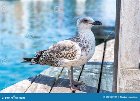 Seagull close up portrait stock photo. Image of bird - 110927928