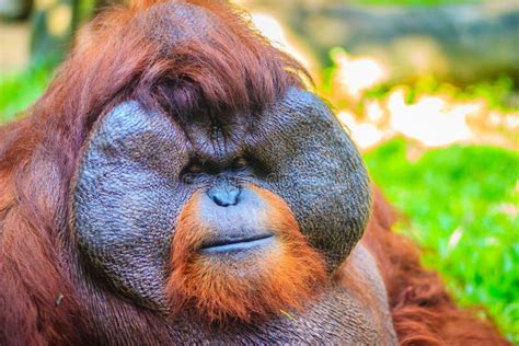 Close Up To Face of Dominant Male, Bornean Orangutan (Pongo Pygmaeus ...