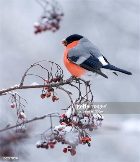 1,911 Bullfinch Stock Photos, High-Res Pictures, and Images - Getty Images