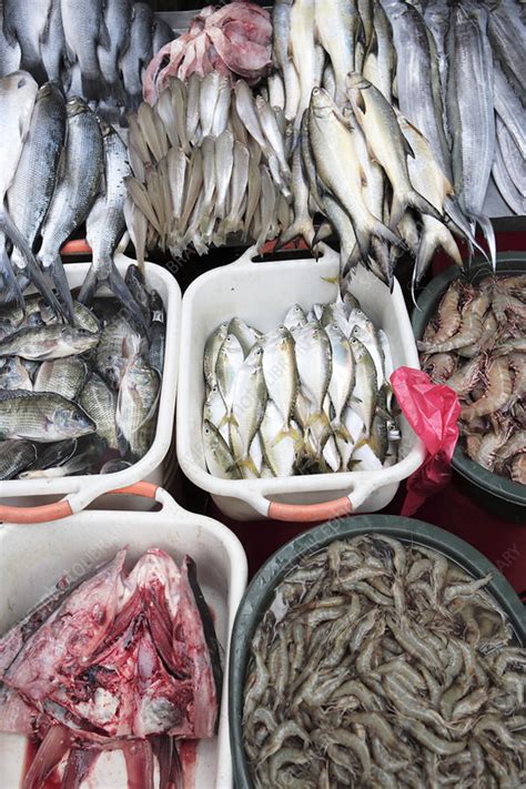 Fish market, Philippines - Stock Image - C051/8244 - Science Photo Library