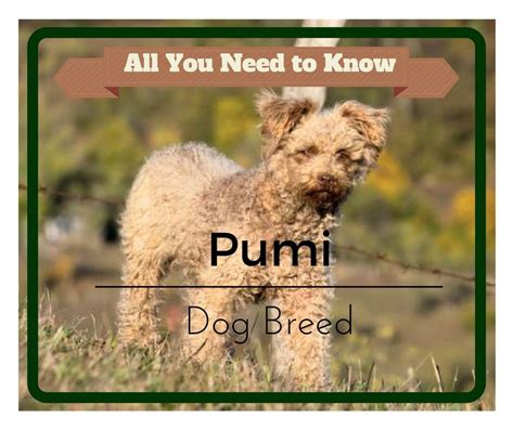 Pumi Dog Breed: Super Cute, But is it Right For You?