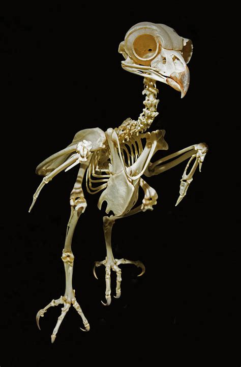 Horned Owl Skeleton Photograph by Millard H. Sharp