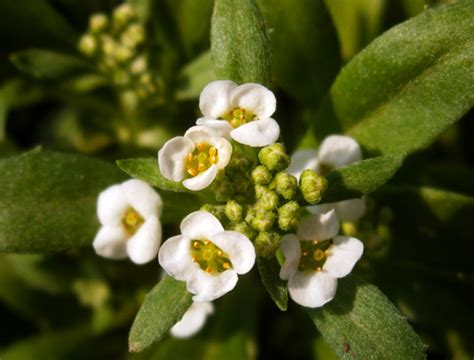 alyssum913 | Garden Center Nursery San Antonio