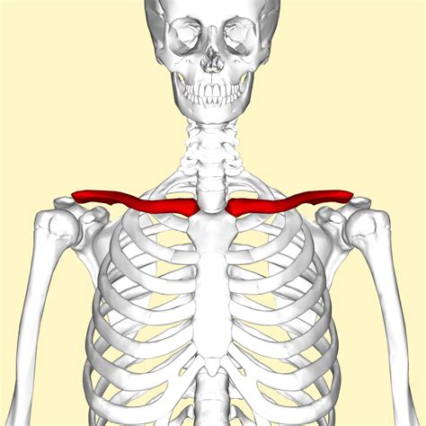 Clavicle Labeled Diagram