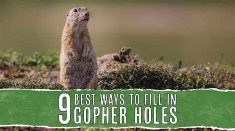 9 Best Ways To Fill In Gopher Holes (And Prevent More) - Pest Pointers