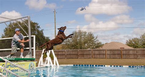 NORTH AMERICA DIVING DOGS DOCK JUMPING COMPETITION | Courteous Canine