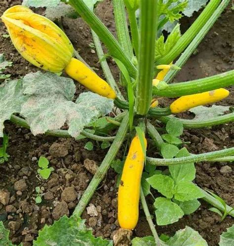 Yellow Zucchini - Mountain Top Seed Bank