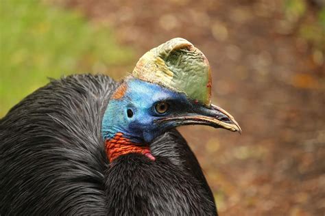 Constituir Petición Español las aves mas peligrosas del mundo Racional ...