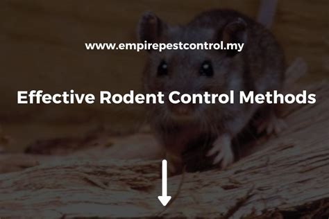 Effective Rodent Control Methods - Tips From Experts