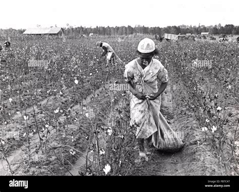 Cotton farm with workers hi-res stock photography and images - Alamy