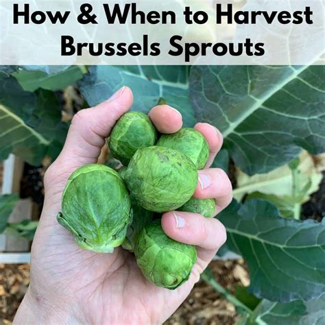 How to Harvest Brussels Sprouts - Together Time Family