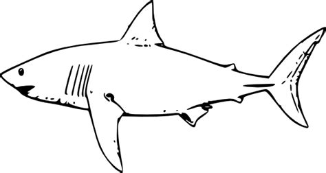 Free Free Shark Images, Download Free Free Shark Images png images ...