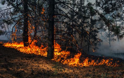 How Do Wildfires Start At The First Place? How To Prevent Wildfires?