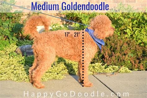 The Medium Goldendoodle: A Complete Guide to These Cute Doods - Happy ...