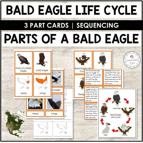 Bald Eagle Life Cycle and Parts of a Bald Eagle 3 Part Cards | Life ...