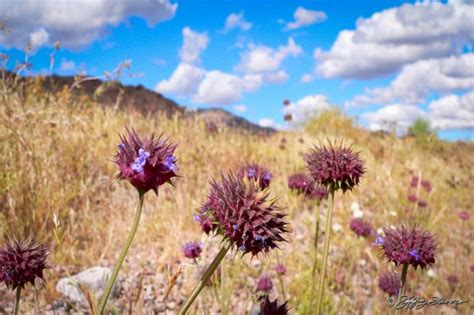 Death Valley National Park - Spring Flowers - Jeffrey Favero Fine Art ...