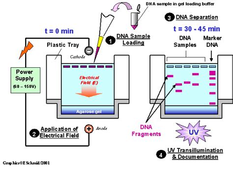 Gel Electrophoresis: Basics & Steps | SchoolWorkHelper