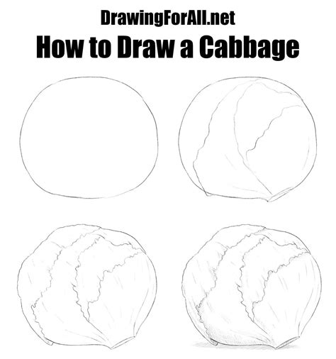 How To Draw A Cabbage Printable Step By Step Drawing Sheet – NBKomputer