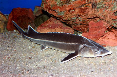 HELP KEEP NON-NATIVE STERLET STURGEON OUT OF LOUISIANA - SEND YOUR ...