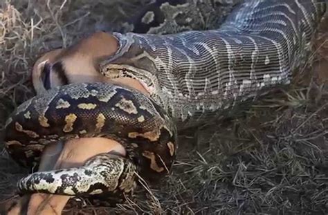 African giant python dies while trying to swallow pregnant goat ~ DNB ...