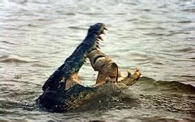 crocodiles eating people | My HD Animals