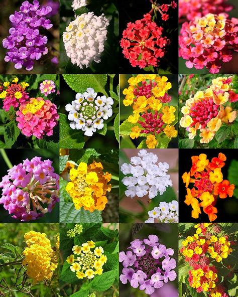 50 Lantana Flower Seeds Made in USA Ships from Iowa. Very | Etsy