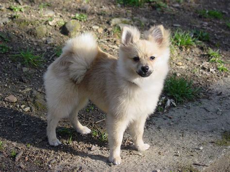 File:Pomeranian dog.jpg - Wikimedia Commons