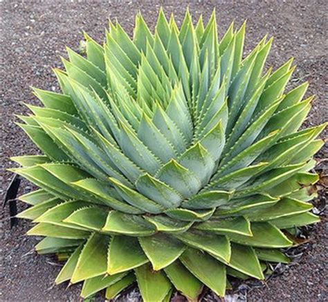 Aloe polyphylla | Spiral Aloe| plant lust