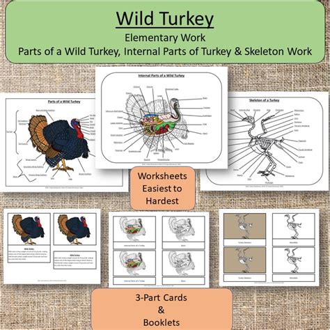 Turkey Anatomy Diagram