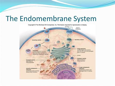 PPT - The Endomembrane System PowerPoint Presentation, free download - ID:2939574