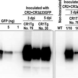 Western blot analysis using anti-GFP antibodies. At 3 and 5 dpi, total ...