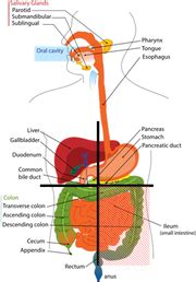 Quadrants and regions of abdomen - Wikipedia