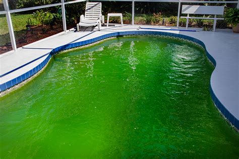 Best Pool Algaecide 2023 Reviews & When To Use - Yard Assist