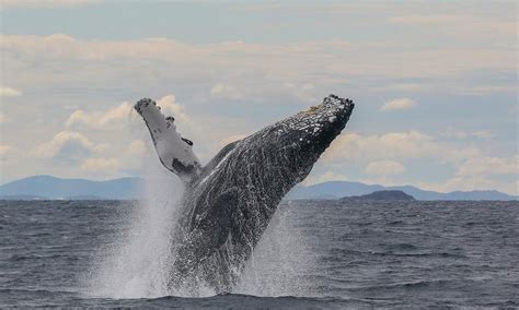 Nelson Bay Express Whale Watching Cruise - Book Now | Experience Oz