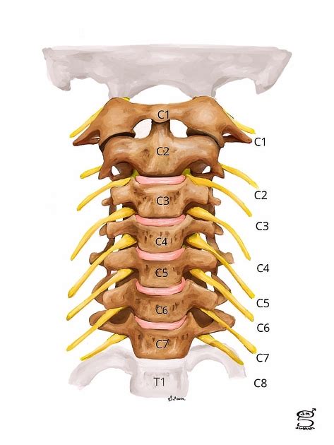 Cervical Spinal Nerves Anatomy