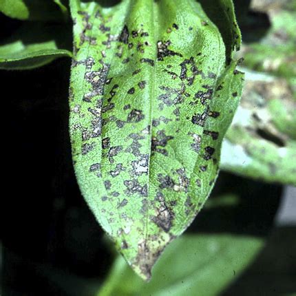 Bacterial leaf spot | Zinnia | plantsdb