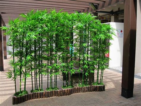 11 Sample Bamboo Trees For Privacy With DIY | Home decorating Ideas